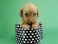 カニヘンダックス　仔犬　ゴールド女の子