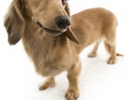 ベルサス（通称・ベル） カニンヘンダックス シェーデットクリーム　2.5kg