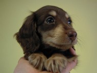 カニンヘン　子犬　チョコクリ女の子