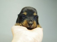 カニンヘンダックスフンド ブラックタン 子犬 男の子♪ カニンヘンダックスフンド ブラックタン 子犬 男の子♪