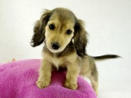 カニヘンダックス　シェーデットクリーム　女の子