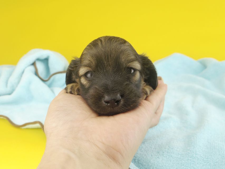 カニンヘンダックスフンド シャーロットcs & ブルースの子犬 シェーデットイエロー（シェーデットクリーム） 女の子 お写真初登場
