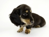 カニンヘン ダックスフンド 子犬 ブラッククリーム男の子