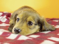 ミニチュワダックス　Ｓレット男の子　オーナーさん募集中