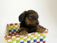 カニンヘン ダックスフンド 子犬 シェーデットレット 男の子 カニンヘン ダックスフンド 子犬 シェーデットレット 男の子