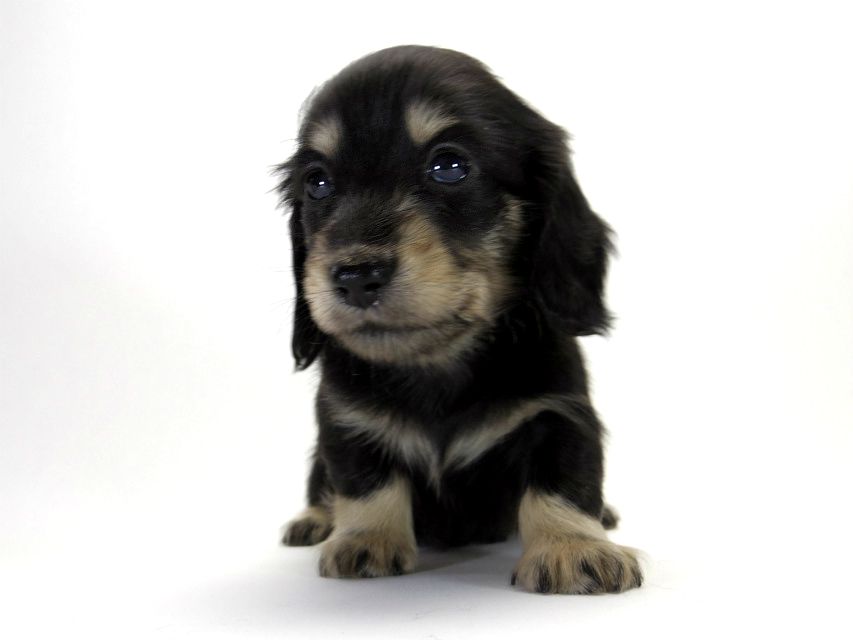 カニンヘン ダックスフンド 子犬 ブラッククリーム 男の子 カニンヘン ダックスフンド 子犬 ブラッククリーム 男の子