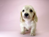 カニンヘン ダックスフンド 子犬 ピュアクリーム 男の子