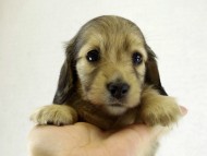 カニヘンダックス　シェーデットクリーム男の子