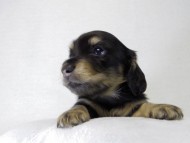 カニンヘンダックス　子犬　ブラッククリーム男の子