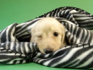 カニンヘン ダックスフンド クリーム男の子 カニンヘン ダックスフンド クリーム男の子