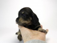 カニンヘン ダックスフンド ブラッククリーム 男の子 オーナーさん募集中