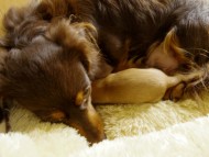 2013.10.25 　コラム出産しました　ゴールド女の子