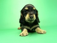 カニヘンダックス　子犬　ブラッククリーム　男の子