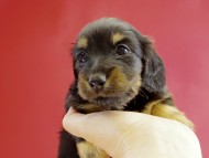 カニヘンダックス　子犬　ブラックタン女の子
