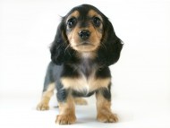 カニヘン　子犬　ブラタン女の子