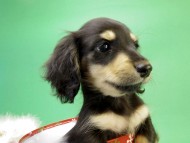 カニンヘンダックス　子犬　ブラック＆クリーム男の子