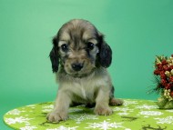 カニヘンダックス　子犬　シェーデットクリーム男の子