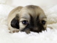 カニンヘン ダックスフンド 子犬 シェーデットクリーム 男の子