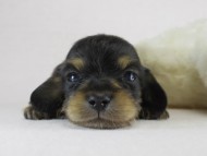 カニヘン 子犬 ブラクリ男の子 カニヘン 子犬 ブラクリ男の子