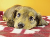 ミニチュワダックス　Ｓレット男の子　オーナーさん募集中