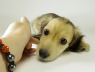 カニンヘンダックス　子犬　シェーデットクリーム男の子