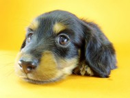 カニヘン　子犬　ブラック＆タン　男の子