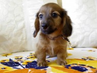 カニヘンダックス　シェーデットレット　男の子