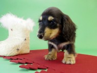 カニンヘンダックス 子犬 ブラック&クリーム男の子 カニンヘンダックス 子犬 ブラック&クリーム男の子