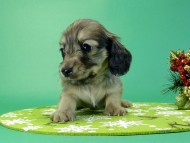 カニヘンダックス　子犬　シェーデットクリーム男の子