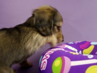 カニンヘン ダックスフンド 子犬 シェーデットクリーム 男の子 カニンヘン ダックスフンド 子犬 シェーデットクリーム 男の子