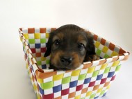 カニンヘン ダックスフンド 子犬 シェーデットレット 男の子 カニンヘン ダックスフンド 子犬 シェーデットレット 男の子