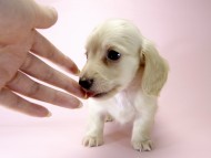 カニンヘン ダックスフンド 子犬 ピュアクリーム 男の子 カニンヘン ダックスフンド 子犬 ピュアクリーム 男の子