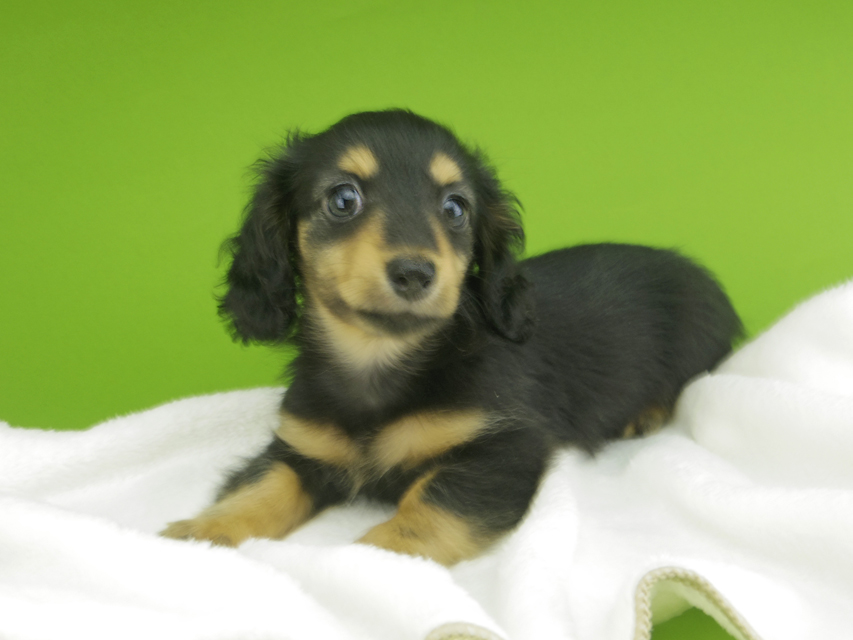 カニンヘンダックスフンド ラムネkk & 朝日の子犬 ブラタン 女の子