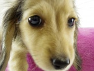 カニヘンダックス　シェーデットクリーム　女の子