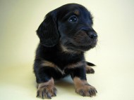 カニヘン　子犬　ブラタン男の子