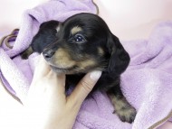カニンヘン ダックスフンド 子犬 ブラックタン 男の子