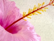 カニヘンダックス　シェーデットクリーム　女の子