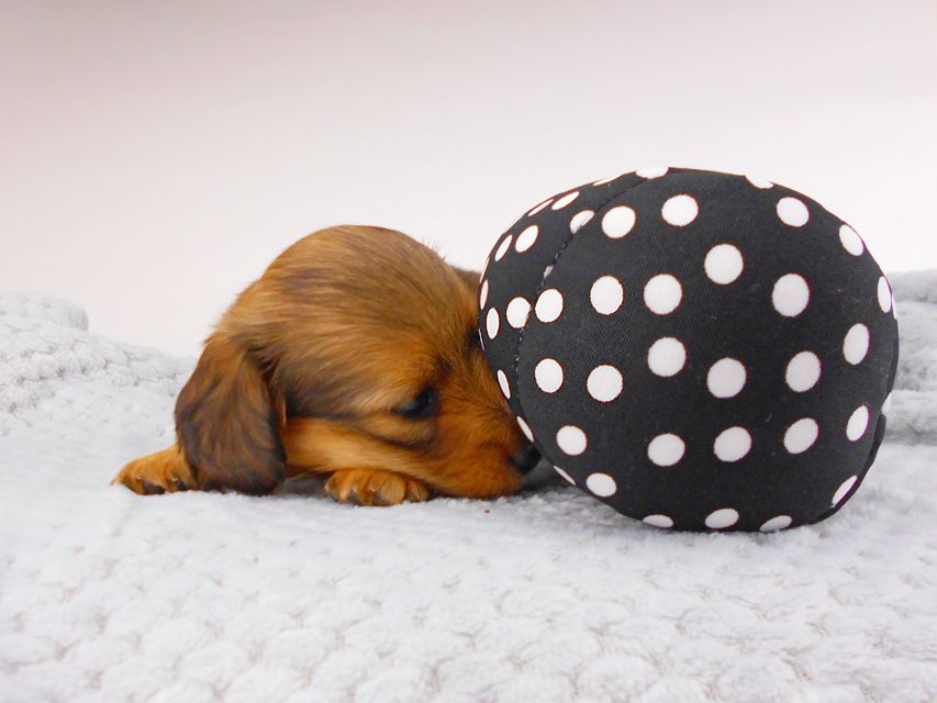 カニンヘンダックスフンド シャーロット & 竹千代の子犬 レッド 男の子 お写真初登場