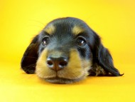 カニヘン 子犬 ブラック&タン 男の子 カニヘン 子犬 ブラック&タン 男の子