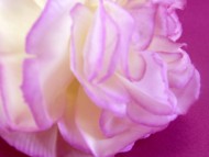 カニヘンダックス　子犬　ブラックタン女の子