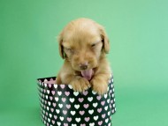 カニヘンダックス 仔犬 ゴールド女の子 カニヘンダックス 仔犬 ゴールド女の子