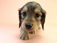 カニンヘーン ダックスフンド 子犬 シェーデットクリーム男の子