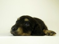 カニンヘン ダックスフンド 子犬 ブラッククリーム 男の子