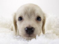 カニンヘン サリー.Tiの赤ちゃん 4/9生まれ ピュアクリーム 男の子2