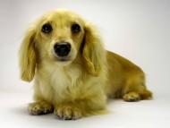 カニンヘンダックスフンド　シェーデットクリーム女の子　クッキーチェーンアルマ