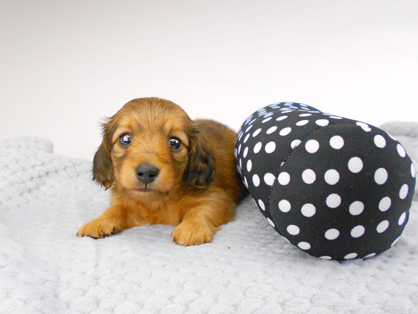 カニンヘンダックスフンド シャーロット & 竹千代の子犬 レッド 男の子 お写真初登場