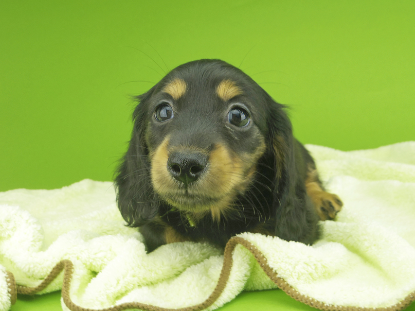 カニンヘンダックスフンド ナンシーcs & ナイトの子犬 ブラタン 女の子（2）