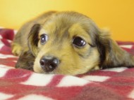 ミニチュワダックス　Ｓレット男の子　オーナーさん募集中