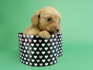 カニヘンダックス　仔犬　ゴールド女の子