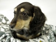 カニンヘン ダックスフンド 子犬 ブラッククリーム男の子